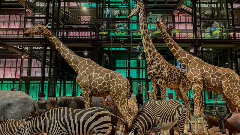 Nuit des Musées 2024 à la Grande Galerie de l’Evolution du Muséum d’histoire naturelle à Paris