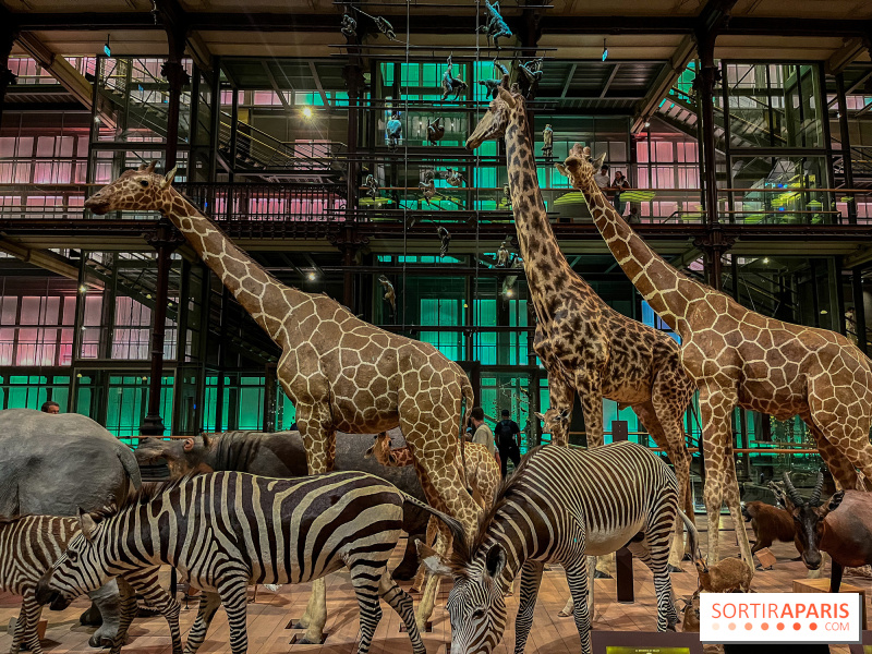 Nuit des Musées 2024 à la Grande Galerie de l'Evolution du Muséum d'histoire naturelle à Paris