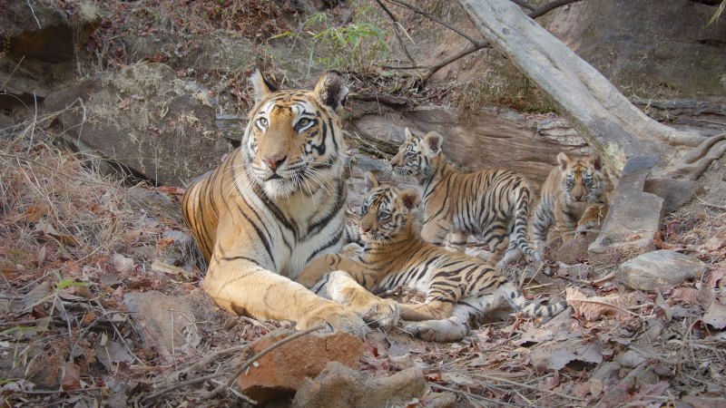 Tigres : un voyage Disneynature envoûtant dans le monde des tigres sur Disney+