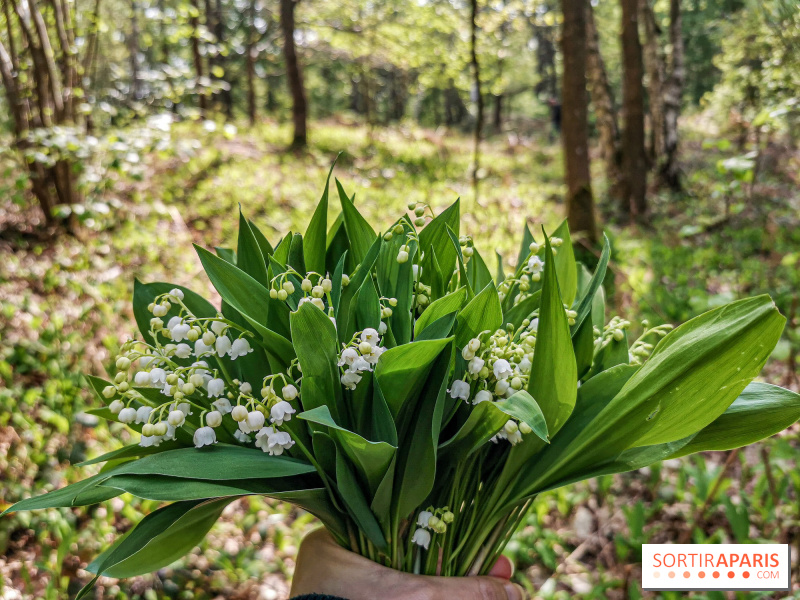 1er mai : où trouver et comment vendre du muguet à Paris et en Ile-de-France ?