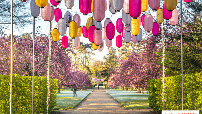 Hanami : la fête des cerisiers en fleurs au parc de Sceaux, animations ce week-end