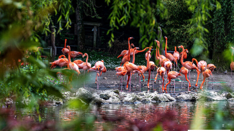 Le guide des Zoos, aquariums et ménageries à Paris et aux alentours