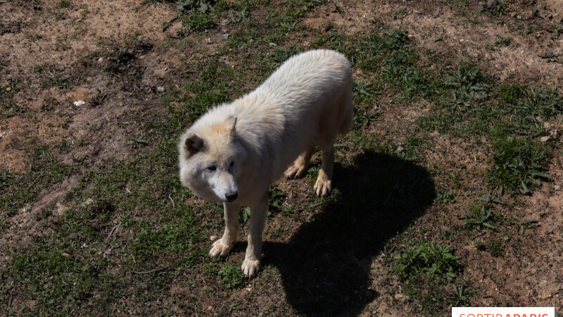 Insolite : dormez avec les loups dans les Loudges du Zoo de Thoiry (78)