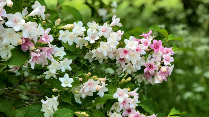 Rendez-Vous aux Jardins dans les Yvelines : les bons plans au programme du 78