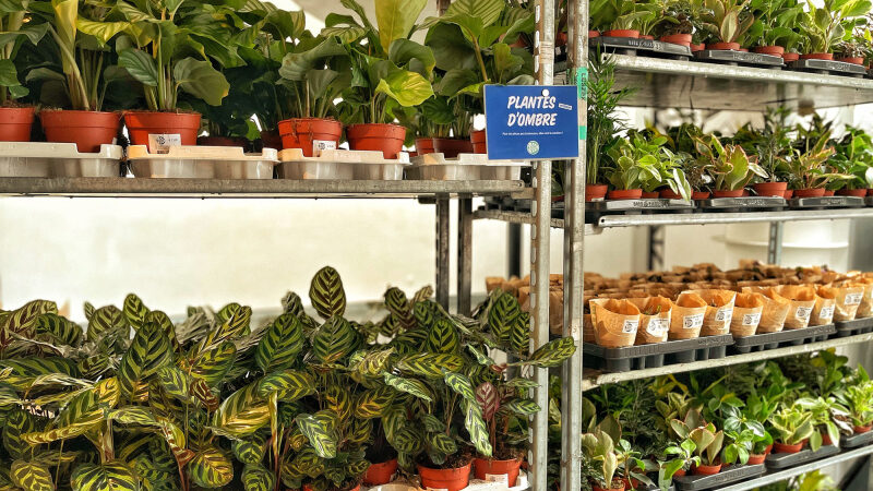 Plantes pour Tous : des plantes à partir de 0,90€ à Paris, les prochaines ventes