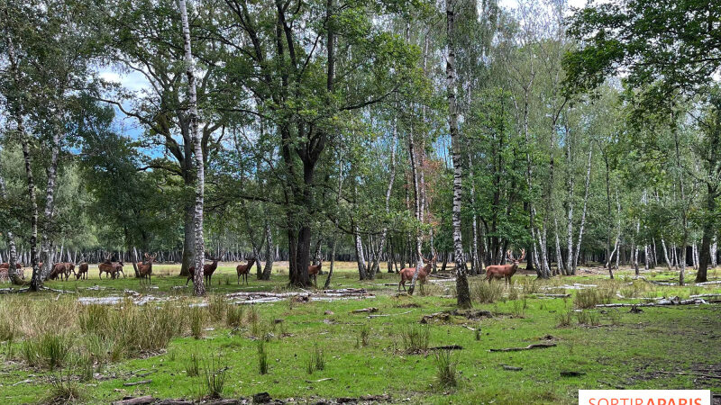 Des séances de yoga en plein air, au milieu des animaux, à l’Espace Rambouillet (78)