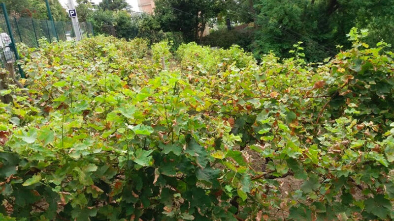 Les Journées du Patrimoine 2024 aux vignes de Bougival dans les Yvelines (78) : Tour du jardin