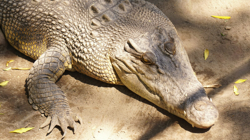 Le saviez-vous ? Un crocodile du Nil a vécut dans les Égouts de Paris