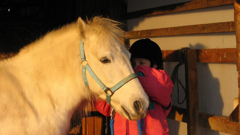 Yvelines (78) : des baptêmes de poneys gratuits pour les enfants à la rentrée !