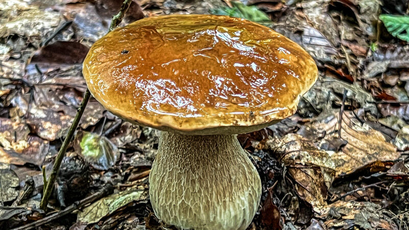 Où cueillir des champignons autour de Paris, en Ile-de-France ?