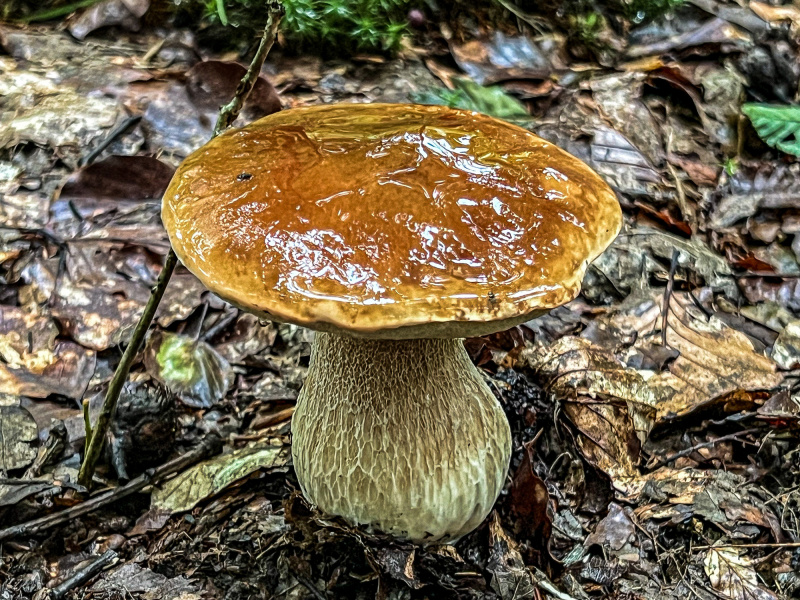 Où cueillir des champignons autour de Paris, en Ile-de-France ?