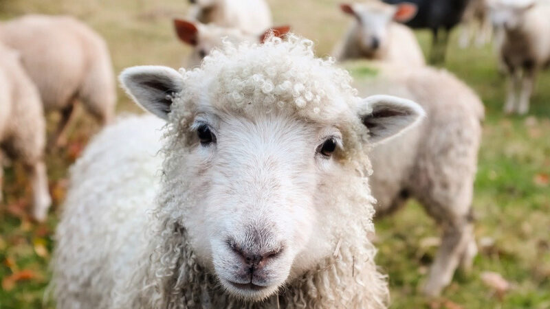 La Fête de l’animal en ville pour sensibiliser au bien-être des animaux à Paris