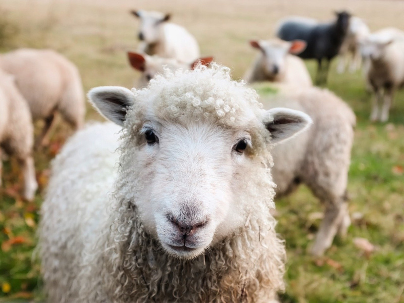 La Fête de l’animal en ville pour sensibiliser au bien-être des animaux à Paris