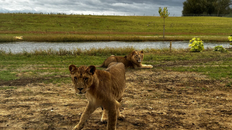 Le Royaume des Lions, l’hébergement insolite pour dormir avec les rois de la savane à Lumigny (77)