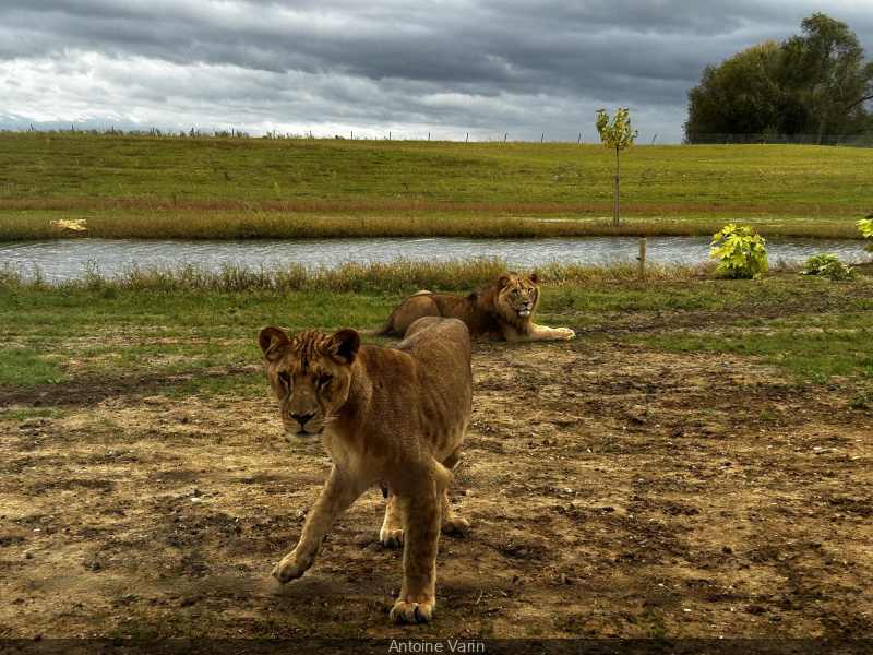 Le Royaume des Lions, l’hébergement insolite pour dormir avec les rois de la savane à Lumigny (77)