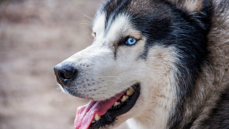 Au cœur de la meute, les balades façon cani-rando en forêt, à découvrir dans le Val-d’Oise