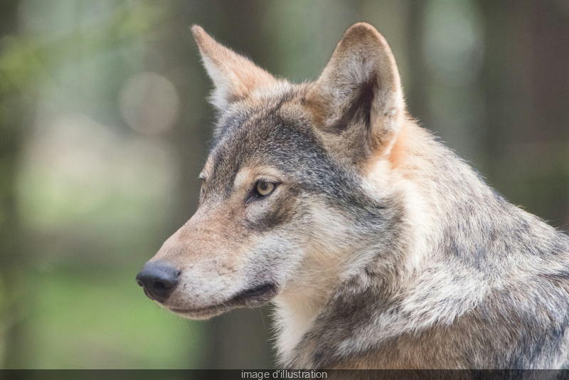 Mon P’tit loup magique, le spectacle tout doux autour du loup, à la Comédie Saint-Michel