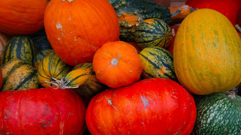 Vente solidaire de courges à prix libre chez Zone Sensible, Saint-Denis (93)