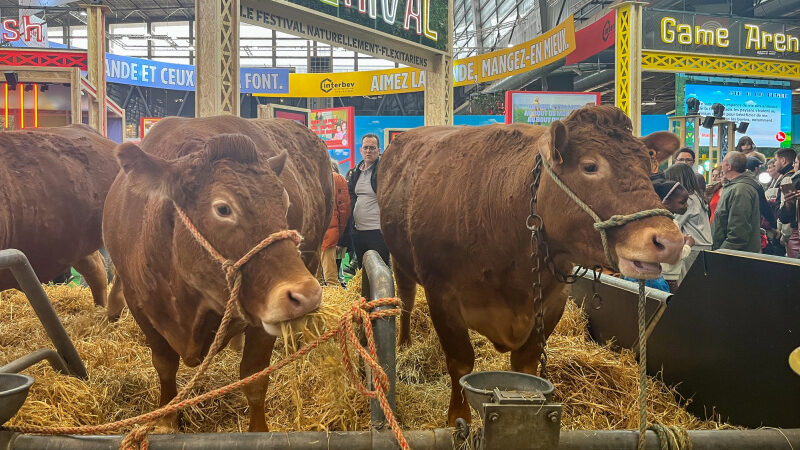 Salon de l’Agriculture 2025 à Paris : dates et programme de la 61e édition