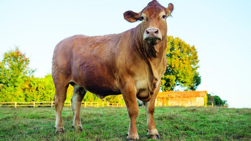 Salon de l’Agriculture 2025 : découvrez la vache élue nouvelle égérie du salon