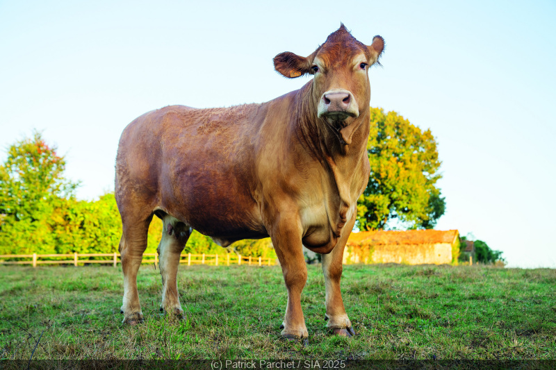 Salon de l’Agriculture 2025 : découvrez la vache élue nouvelle égérie du salon